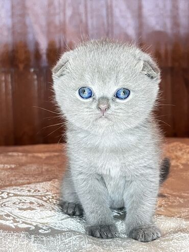 кошка в добрые руки: Шотладская вислоухая, Самка