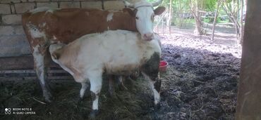 Коровы, быки: Самец, Simental, лет: 3, 450 кг, Для разведения, Для молока, Для мяса, Самовывоз