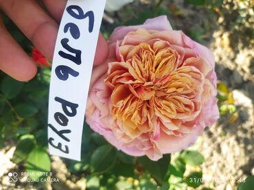Şitillər: Məhsul: Bağ bitkiləri və meyvə fidanları seçimi - Hibiskus (Rose of — 48