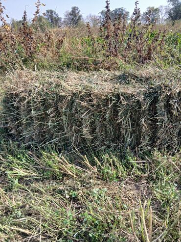 корова породы швиц: Тюк клевер пат пакровный цена 150 сом