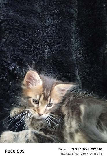 слив казанской пантеры: Мейн-Куны 🥰🥰🥰. Продаются котята Рысята ♥️ Чистокровные, Шикарные — 10