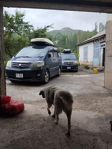 алфарт минивен: Toyota Alphard: 2004 г., 3 л, Автомат, Газ, Минивэн — 2