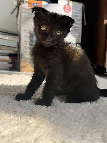 скоттиш фолд черный цена: Кошка даром: Скотиш Фолд (Шотландская вислоухая), 3 месяца, Мальчик, Метис, Приучена к лотку — 3