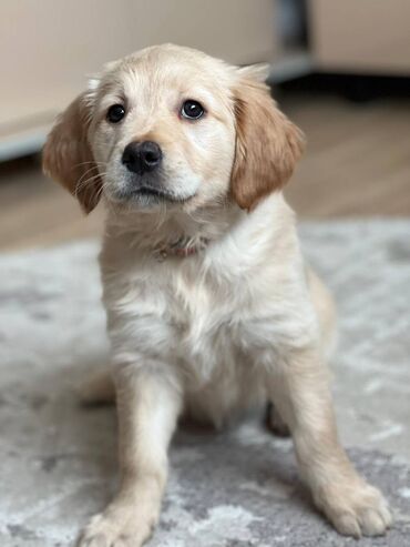 İtlər: Retriever, 2 ay, Dişi, Pulsuz çatdırılma -da lalafo.az — 4 İtlər: Retriever, 2 ay, Dişi, Pulsuz çatdırılma — 4