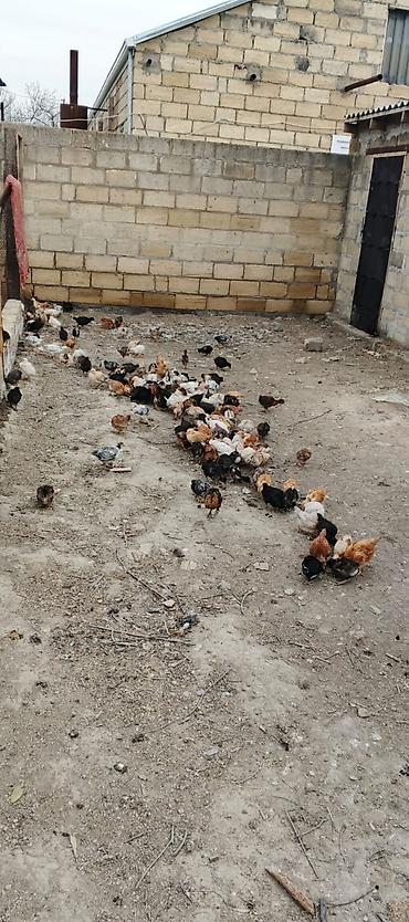 Kənd təsərrüfatı quşları: Toyuq cücələri, Damazlıq — 3