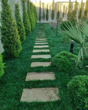 Toxumlar: Qazon satışı təbii və süni Qazonlarımız satışda mövcuddur təbii — 14