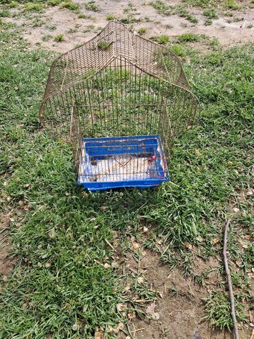 Yuvalar: Qefesderin her biri satilir — 5