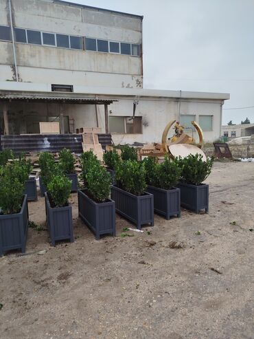 Bitkilər üçün dibçəklər: Məhsul: Dekorativ uzun formalı dibçəklər (ağac/kol əkilmiş) Endirim — 1