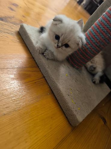 Pişiklər: Şotland — 5