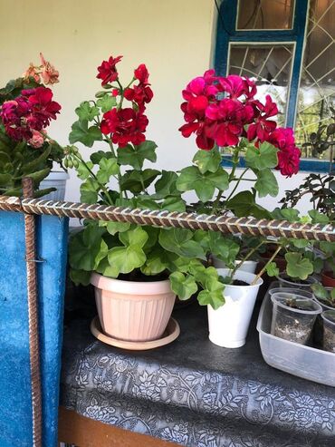 Продажа домов: Дача, 55 м², 5 комнат, Старый ремонт — 8