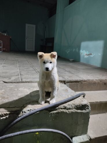 bit dərmanı: Akita-inu, 4 ay, Dişi, Peyvəndli, Ünvandan götürmə