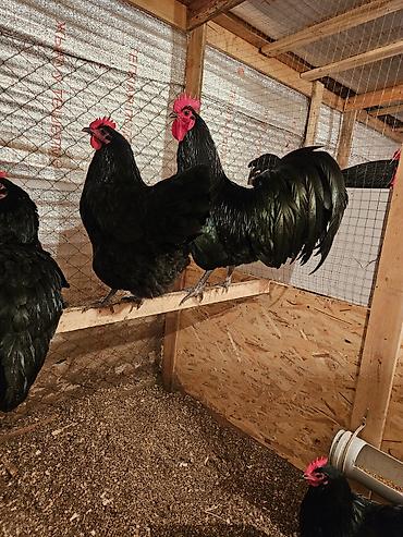Куры, петухи: Продаю | Куры | Для разведения — 8