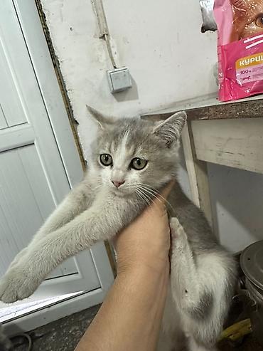 кошка белый: Котёнок, окрас серо-белый (дымчатый с белыми лапками и грудкой) — 3