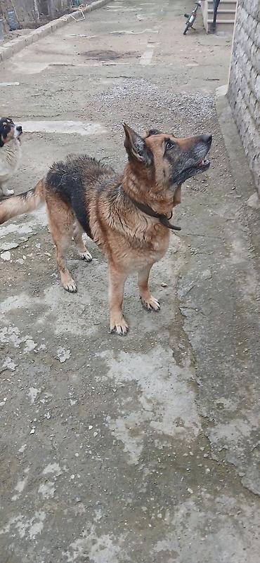 İtlər: Alman çoban iti — 5