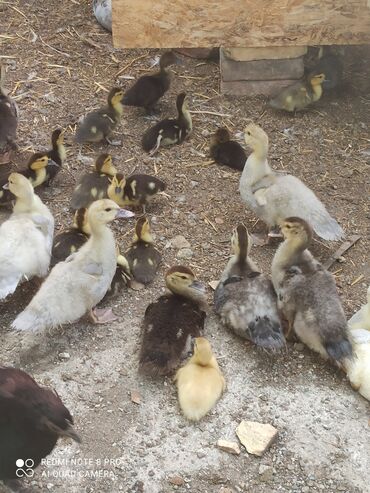 Другие с/х животные: Утята Индоутки Тяжёлая Линия. Индоутята. Фендибоберных Солидных — 17