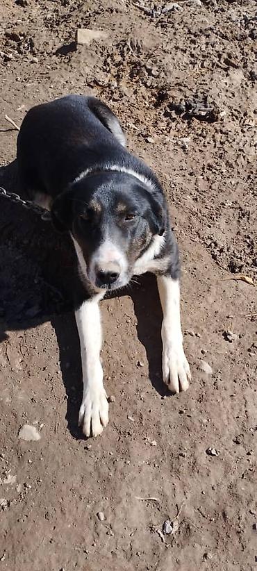 Другая автоэлектроника: Продаю контроллер 96-120 v 8- 15 kw с программным обеспечением,ЭБУ — 15