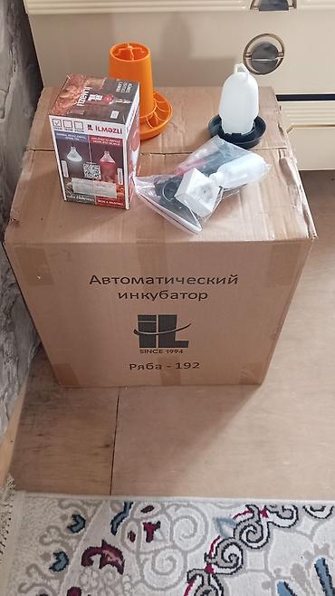 cuce lampasi: Tam avtomat — 2