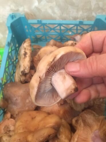 вешанки грибы: Грибы В розницу, Бесплатная доставка