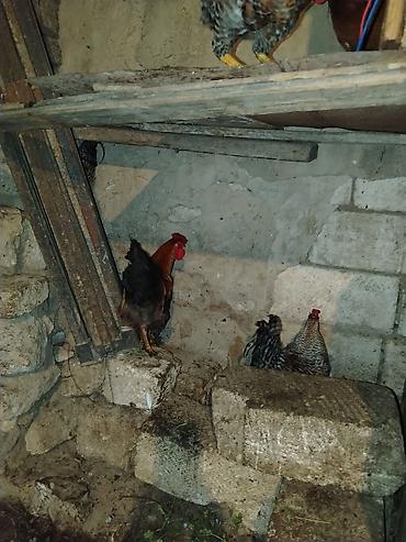 brama toyuqları: Məhsul: Ev təsərrüfatı üçün xoruzlar və Təsvir: - Şəkillərdə bir — 4