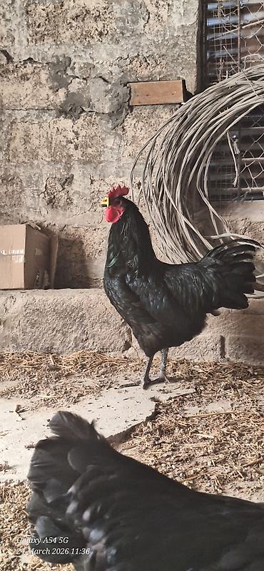qaz farm: Xoruz, il: 1 — 2