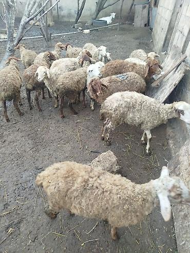 etlik cuce satisi: Qoyun sürüsü satılır 30 quzudu biri 185 lə son qiymedi - Növ — 2