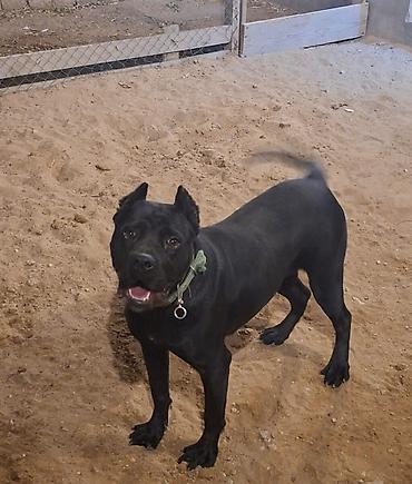 cane corso yavru: Kane-Korso, 1 ay — 3