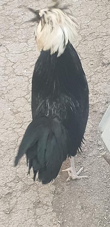 Toyuqlar: Toyuq, Damazlıq — 6