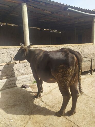 породистые коровы в бишкеке: Продаю | Корова (самка) | Для молока