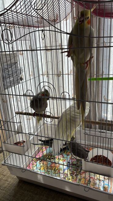 Digər kənd təsərrüfatı heyvanları: Karella - Qəfəs: ağ metal karkaslı, iki mərtəbəli hündür — 6