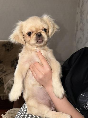 it balasi type 0: Pekines, 3 ay, Dişi — 1
