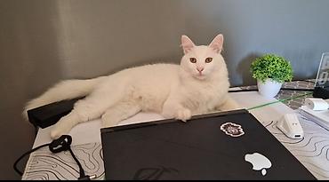 Pişiklər: Türk anqora, Erkək — 6