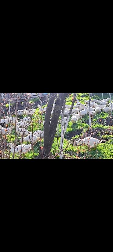 Ördəklər: Məhsul: Ağ ördəklər (sürü halında) Təsvir: - Açıq məkanda otlaqda — 5