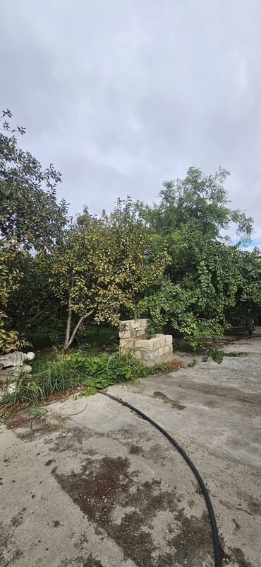 Torpaq sahələrinin satışı: 48 sot, Kənd təsərrüfatı, Kupça (Çıxarış) — 30