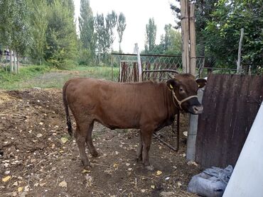 уй кочуробуз: Сатам | Уй (ургаачы), Кунаажын | Алатоолук | Бордоп семиртүү үчүн, Союуга, Көбөйтүү үчүн | Кысыр, Төл болгон жок, Байланган