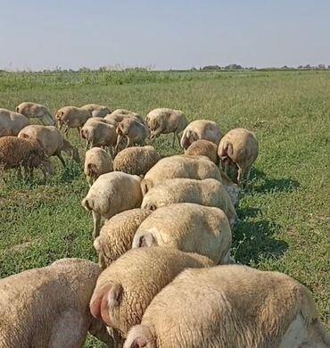 qurban qoyun sekilleri: Qoyunlar, qoçlar