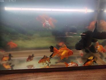 Balıqlar: Oranda, Ünvandan götürmə -da lalafo.az — 2 Balıqlar: Oranda, Ünvandan götürmə — 2