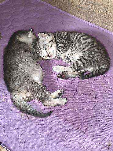 котята шиншиллы: Скотиш Страйт (Шотландская прямоухая), 1 месяц, Девочка, Серебристая шиншилла — 9