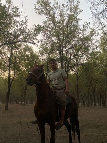 продаю дакан: Продаю | Конь (самец) | Дончак | Для разведения, Рабочий, Конный спорт | Племенные