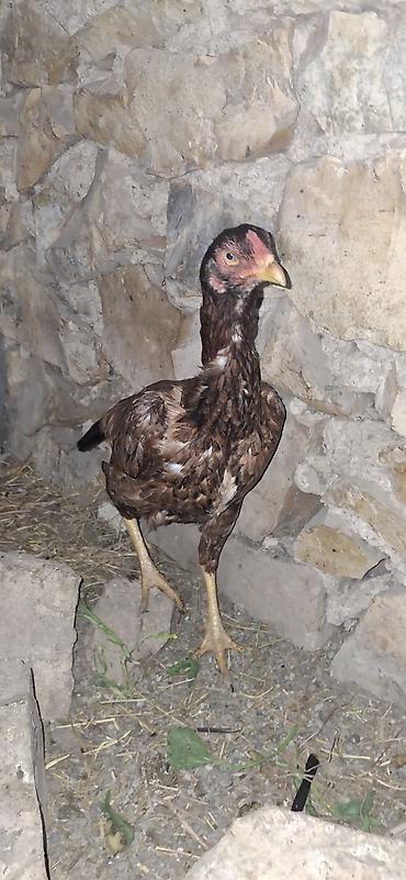 Toyuqlar: Toyuq, Damazlıq — 4