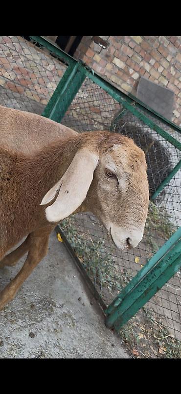 Продам с/х животных: Продаю | Овца (самка), Ягненок | Арашан | Для разведения | Ярка — 4