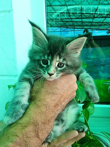 рыжий кот: Шикарные котята мейкуны, окрасы голубого мрамора, черный мрамор — 10
