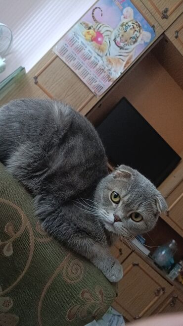 муравиная ферма: Шотландская вислоухая кошка (Scottish Fold) - Окрас: сплошной серый