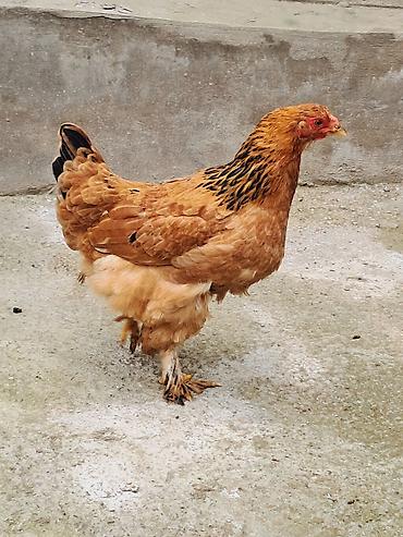 bramalar: Toyuq, Brama, Damazlıq — 2