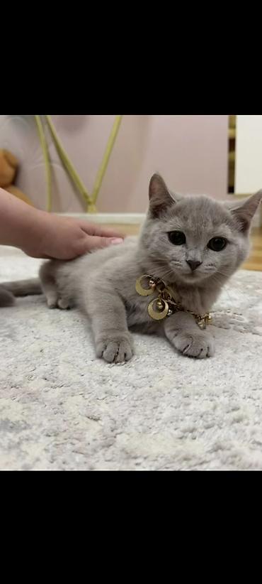 шиншилла кот: Шиншилла — 1