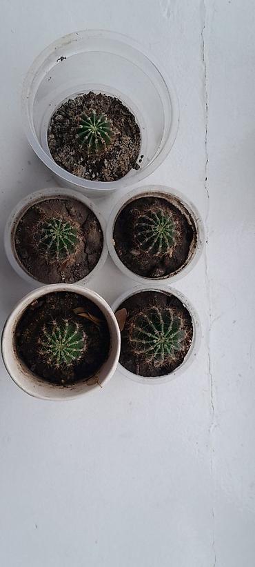Кактусы: Набор небольших кактусов (больше 6 шт.) в индивидуальных пластиковых — 9