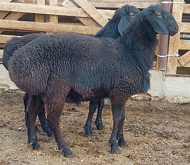 Баран, овца: Продаю | Ягненок, Баран (самец) | Для разведения | Племенные, Осеменитель — 9