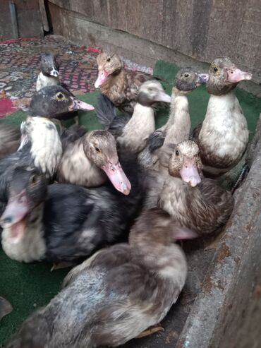 корм фарели: Муларды (мусусные утки, молодняк)

- штуки по 300 сом