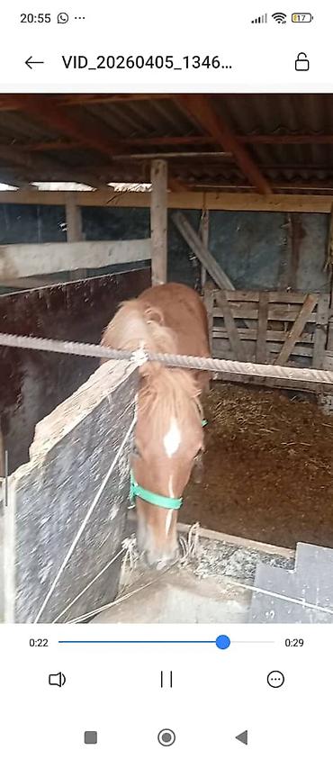 Лошади, кони: Продаю | Жеребец | Дончак — 3