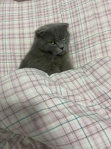 Продажа кошек: Шотландская вислоухая кошка (Scottish Fold), окрас сплошной голубой — 13