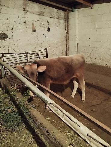 Продам с/х животных: Продаю | Бык (самец) | Швицкая | На откорм | Искусственник — 3